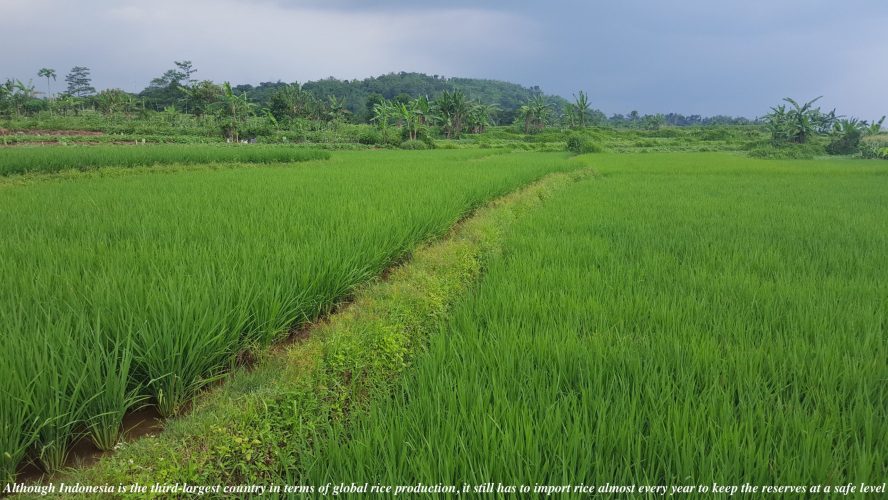 Blog 5- Initiatives to support Farmers and Peasants in dealing with the impact of COVID-19 in Indonesia